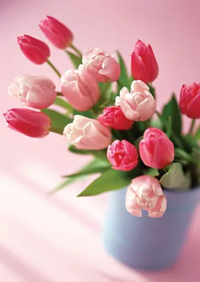 Wallpaper iphone | Красивые цветы, Розовые тюльпаны, Тюльпаны