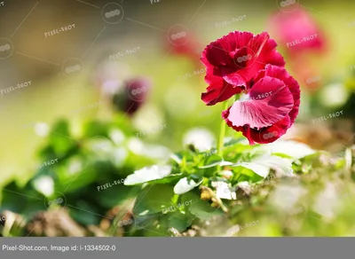 Красивые цветы в большом саду, …» — создано в Шедевруме
