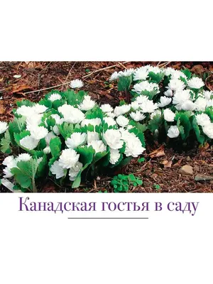 У моей бабушки в саду растут очень красивые цветы🌹. | Plants, Rose, Garden