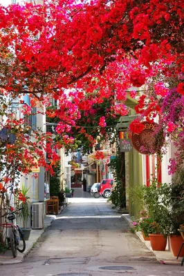 Самые красивые цветущие улицы мира | Nafplio, Beautiful places, Wonderful  places