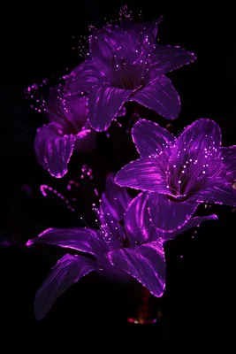 Фиолетовый фон для аватарки - 75 фото