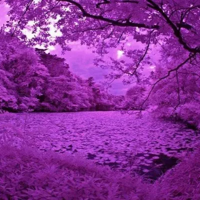 Красивые в фиолетовых тонах картинки