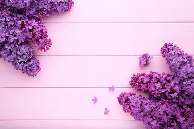 Фиолетовый лес - красивые фото