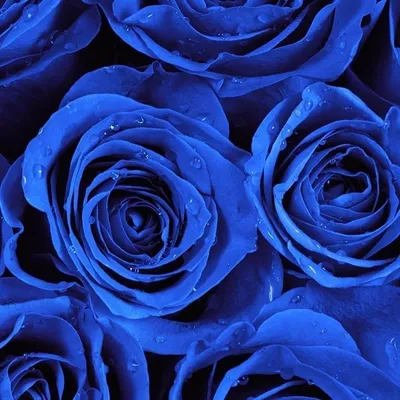 Розы 🌹 синего цвета реалистично,3d…» — создано в Шедевруме