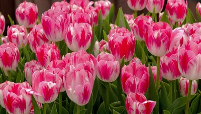 цветы лето весна летние обои весенние обои тюльпаны фокус боке розовый  желтый белый нежный нежные тюльпаны обои для … | Розовые тюльпаны,  Тюльпаны, Цветущие деревья