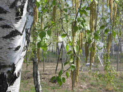 Фон рабочего стола где видно ранние весенние цветы, весна, природа, красивые  обои, early spring flowers, spring, nature, beautiful wallpaper