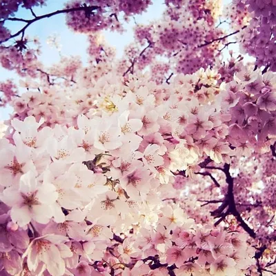весна весенние фото красивые картинки обои на телефон | Природа, Фотография  природы, Цветы