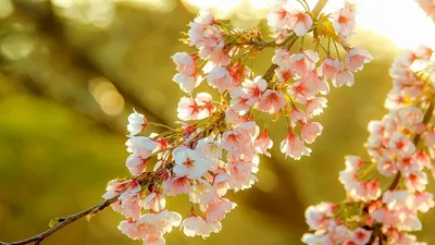 Обои для айфон картинки на телефон андроид фоны | Pink blossom, Cute  wallpaper for phone, Pink flowers