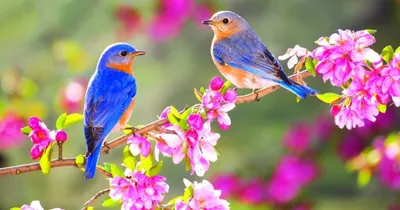 Искусство Красивые Весенние Цветы Стоковые Фотографии | FreeImages