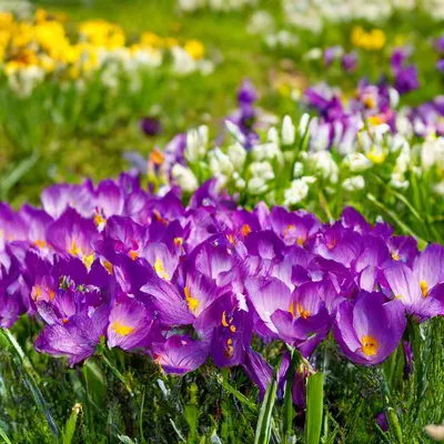 Удивительные Фото и Видео's Instagram photo: “Удивительные первые весенние  цветы! 💐🌹🌻🥀🌼🌺🌸🌷🏵💮💐 С каким нетер… | Fiori, Bellissimi fiori,  Immagini di fiori