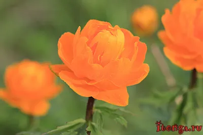 Весенние цветы Сибири - фото и названия первоцветов: itonga — LiveJournal