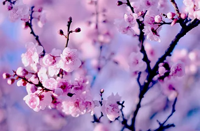Красивые весенние цветы — заставка на комп весна (3004x1689)