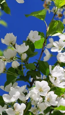 картинки : природа, цветок, лепесток, тюльпан, весна, Розовый, Флора,  Фиолетовый, Тюльпаны, весенние цветы, цветущее растение, Наземный завод  4608x3072 - - 1396274 - красивые картинки - PxHere