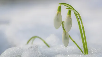 Хочу Всё Знать | Группа на  | Вступай, читай, общайся в  Одноклассниках! | Цветущие деревья, Рисунки пейзажей, Интересные факты