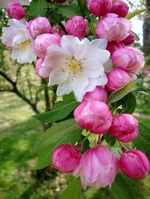 Красивые весна цветы картинки