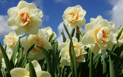 Картинка Красивые весенние цветы » Весна » Природа » Картинки 24 - скачать  картинки бесплатно