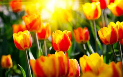 Картинки весенние цветы красивые тюльпаны (68 фото) » Картинки и статусы  про окружающий мир вокруг
