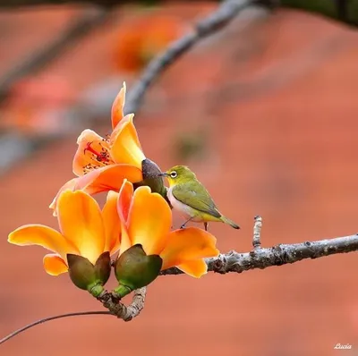 Весна фото: птицы и весенние цветы невероятно красивые фото - природа,  фото, весна, цветы, птица | Обозреватель | 