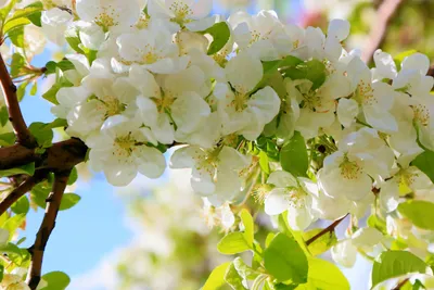 Фон рабочего стола где видно ранние весенние цветы, весна, природа, красивые  обои, early spring flowers, spring, nature, beautiful wallpaper