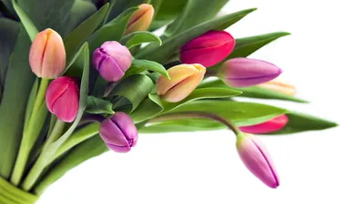 Цветение. Весна | Цветы | Çiçek açan ağaçlar, Egzotik çiçekler, Çiçek