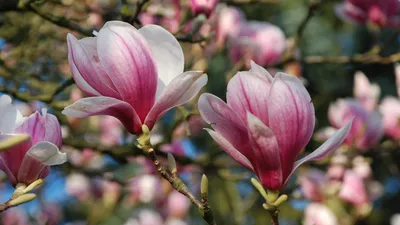 Ранние цветы-Красивые поздравительные открытки скачать бесплатно-Весна  скачать бесплатно