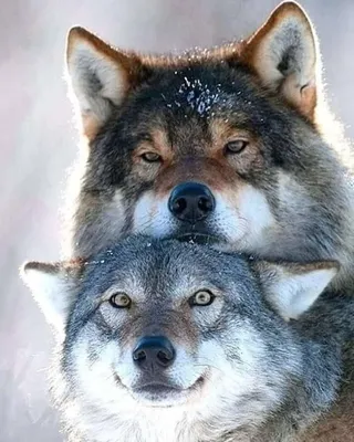 Красивые волков [25 картинок]