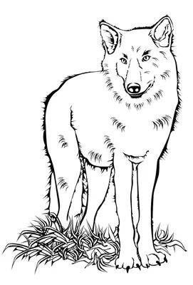 Волкособы (фото): что представляет собой гибрид волка и собаки?