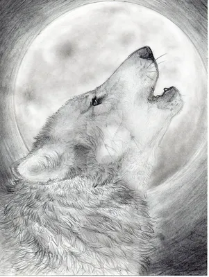 Красивый волк - 46 фото