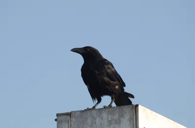 картинки : Американская ворона, Fish Crow, клюв, Ворона, как птица, Новая  каледонская ворона, Ладья, Черный дрозд, крыло, перо, хвост, Птица-птица  6000x3376 - - 1517803 - красивые картинки - PxHere