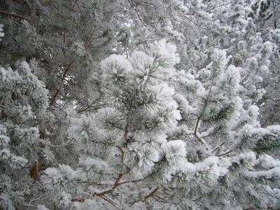Фотография зимние Природа Времена года