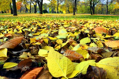 Фон времена года (66 фото)