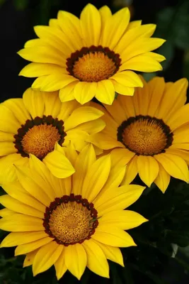 желтые цветы | Types of flowers, Beautiful flowers, Amazing flowers