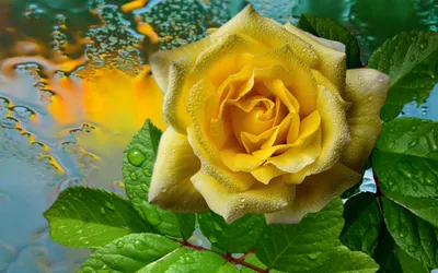 Картинки «Жёлтые розы»: 95 красивых фото цветов