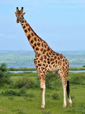 Красивые жирафов картинки