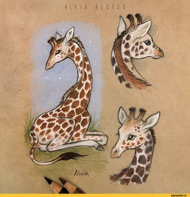 animal art :: AlviaAlcedo :: Traditional art :: красивые картинки :: artist  :: жираф :: giraffe :: art (арт) / картинки, гифки, прикольные комиксы,  интересные статьи по теме.