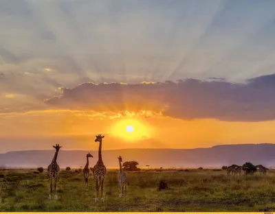 Животное: Жираф. Красиво, высокое …» — создано в Шедевруме