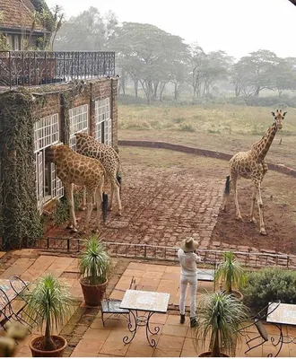 Жирафы-самые высокие и красивые млекопитающие на ... - LIFE - новости,  №2294951180 | Фотострана – cайт знакомств, развлечений и игр