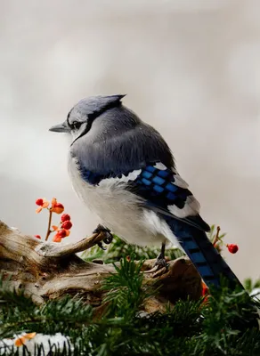 Самые красивые и нежные фотографии животных и птиц - 