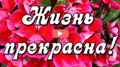 Жизнь прекрасна... ~ Открытка (плейкаст)