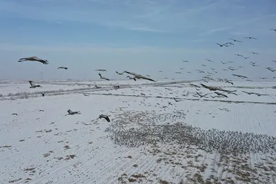 Высоко под небом синим клин несётся журавлиный