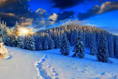 Красивые зимнего леса картинки