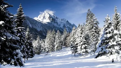 Зимний лес во всей красе: скачайте картинку бесплатно | Красивые зимы в лесу  Фото №1345351 скачать