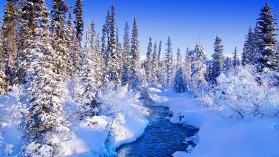 Фото зимнего леса. Тропинка в снегу