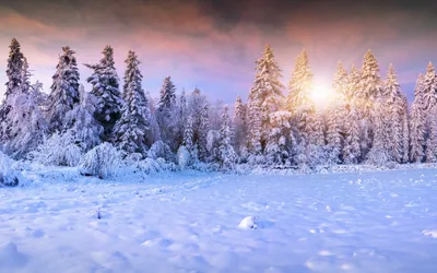 Зимний лес снегопад - фото и картинки: 31 штук