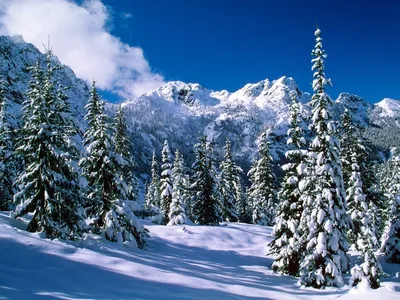 Красивый зимний лес со снежными деревьями и белой дорогой сказка | Премиум  Фото