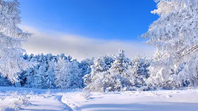 Картинка на рабочий стол места, дерево, ели, ель, вид, природа, пейзажи,  красивые фотографии, деревья, ёлка, ёлки, холмы, снег, зима,  широкоформатные обои для рабочего стола, зимние обои 2560 x 1440