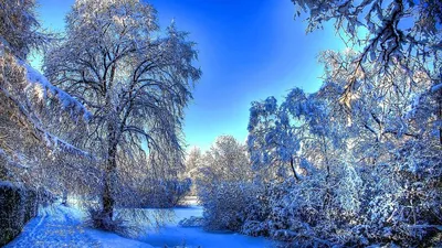 Обои на рабочий стол Красивый зимний пейзаж: заснеженный лес, обои для рабочего  стола, скачать обои, обои бесплатно