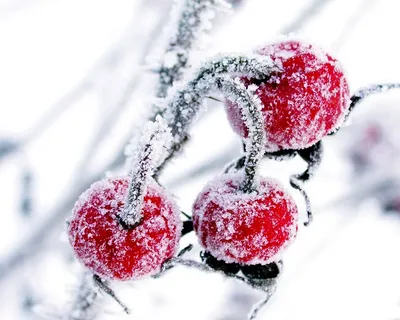 Красивые зимние картинки на аву (47 фото)