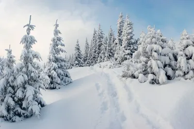 Память одного зимнего утра на Брестчине - фото, видео