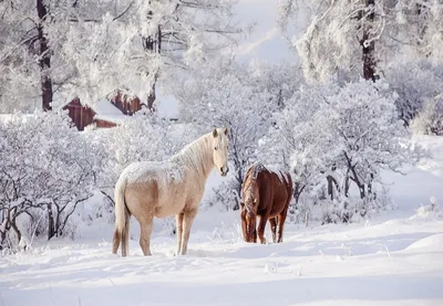 Зимние красивые пейзажи (65 фото) 🔥 Прикольные картинки и юмор